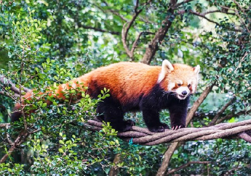 Red Panda