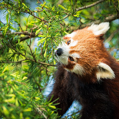 Red Panda Expeditions